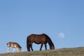 Two horses and moon Royalty Free Stock Photo