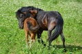 Two horses - mother and child