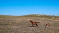 Two horses mother and child