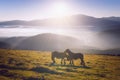 two horses in mountain caressing