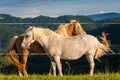 Two horses on mountain pasture behind electric wire. Green grass covering hilltop Royalty Free Stock Photo