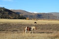 Two horses in mountains Royalty Free Stock Photo