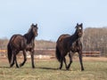 Two beautiful black horses in a spring time pasture in Saskatchewan