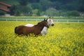 Two horses in mustard field, springtime, Ojai, CA