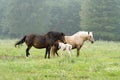 Two horses and newborn foal