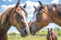 two horses nuzzling noses in a sunny field