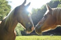 two horses nuzzling noses in a sunny field