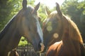 two horses nuzzling noses in a sunny field