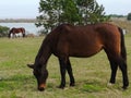 TWO HORSES ARE OBSERVED IN THE FIELD EATING GRASS