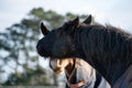 Two Horses Greeting and biting each other Royalty Free Stock Photo