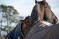 Two Horses Greeting and biting each other Royalty Free Stock Photo