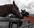 Red barn and two horses Royalty Free Stock Photo