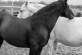 Two horses, one white and one black, playing, eating and having fun together. Horses of different colors in the wild. Royalty Free Stock Photo