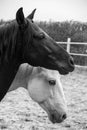 Two horses, one white and one black, playing, eating and having fun together. Horses of different colors in the wild. Royalty Free Stock Photo