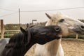 Two horses, one white and one black, playing, eating and having fun together. Horses of different colors in the wild. Royalty Free Stock Photo