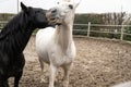 Two horses, one white and one black, playing, eating and having fun together. Horses of different colors in the wild. Royalty Free Stock Photo