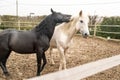 Two horses, one white and one black, playing, eating and having fun together. Horses of different colors in the wild. Royalty Free Stock Photo