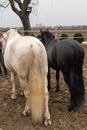 Two horses, one white and one black, playing, eating and having fun together. Horses of different colors in the wild. Royalty Free Stock Photo