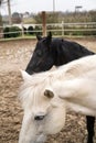 Two horses, one white and one black, playing, eating and having fun together. Horses of different colors in the wild. Royalty Free Stock Photo