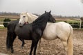 Two horses, one white and one black, playing, eating and having fun together. Horses of different colors in the wild. Royalty Free Stock Photo