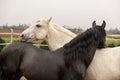 Two horses, one white and one black, playing, eating and having fun together. Horses of different colors in the wild. Royalty Free Stock Photo