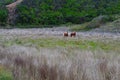 Two horses in open field with dry grass Royalty Free Stock Photo