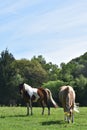 Two horses in an open field Royalty Free Stock Photo