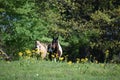 Two horses in an open field Royalty Free Stock Photo