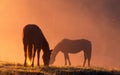 Two horses in orange sunrise color feeding. Royalty Free Stock Photo