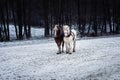 Two horses with ornate harness in winter landscape. Royalty Free Stock Photo