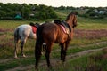 Two horses outdoor in summer happy sunset together nature Royalty Free Stock Photo