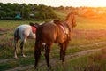 Two horses outdoor in summer happy sunset together nature Royalty Free Stock Photo