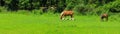Two horses in a panoramic pasture Royalty Free Stock Photo