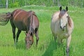 Two horses in pasture Royalty Free Stock Photo