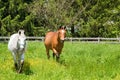 Two horses in pasture Royalty Free Stock Photo