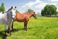 Two horses in pasture