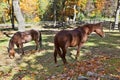 Two Horses in a Pasture, Autumn Colors Royalty Free Stock Photo