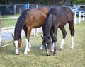 Two horses in the pasture Royalty Free Stock Photo