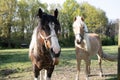two horses in the pasture, one horse showed his tongue, animals are joking