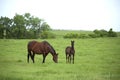 Two horses in pasture