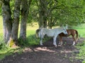 Two horses on the pasture in Ramsau am Dachstein, Austria