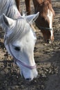 Two horses in a pasture Royalty Free Stock Photo