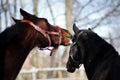 Two horses play Royalty Free Stock Photo