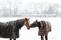 Two horses play-fighting in the falling snow in winter Royalty Free Stock Photo