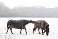 Two horses play-fighting in the falling snow in winter Royalty Free Stock Photo