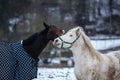 Two horses play together Royalty Free Stock Photo