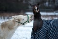 Two horses play together Royalty Free Stock Photo