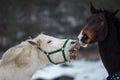 Two horses play together Royalty Free Stock Photo