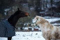 Two horses play together Royalty Free Stock Photo