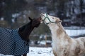 Two horses play together Royalty Free Stock Photo